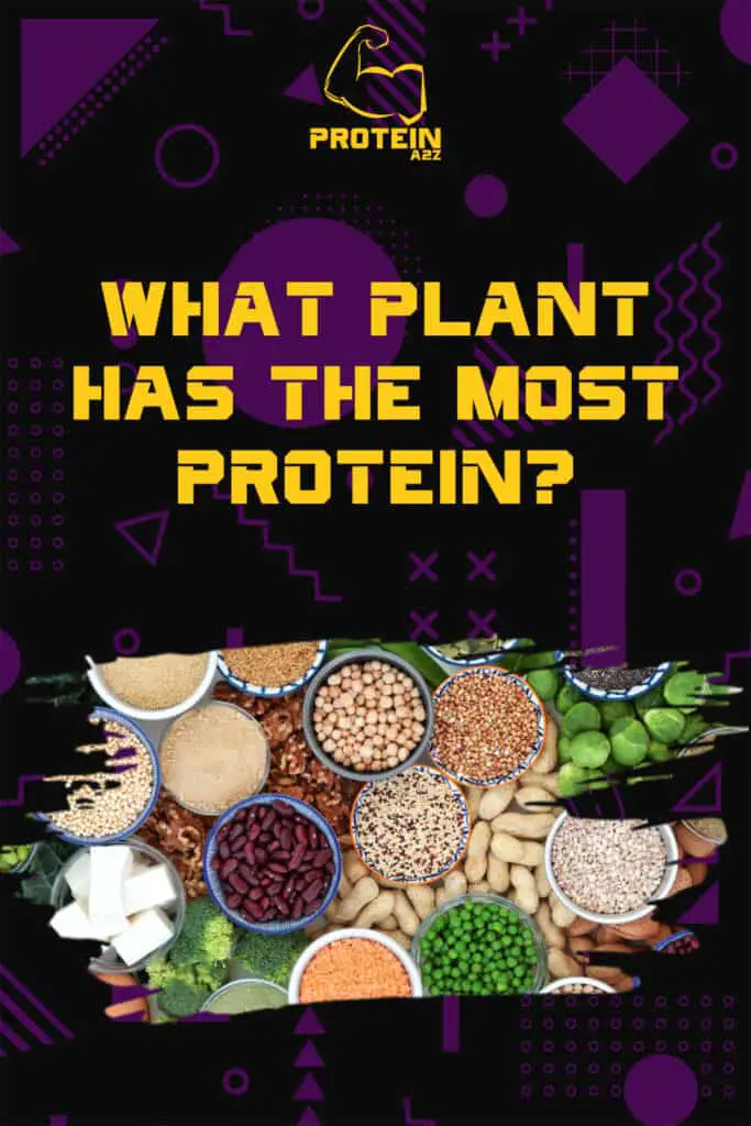 Hvilken plante har mest protein?